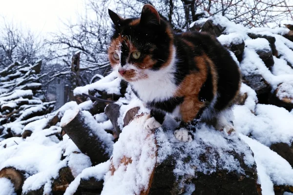 Gato rojo sentado en la madera de invierno cubierto de nieve — Foto de Stock