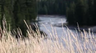 Jackson Canyon Wyoming 'deki Yılan Nehri' nin önünde rüzgâr esiyor..