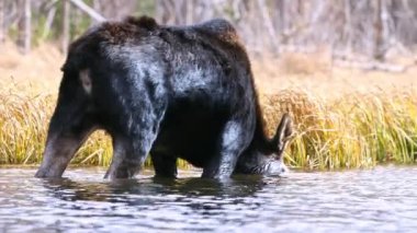 İnek geyiği Wyoming 'de suyun altında yiyecek ararken gölette yürüyor..