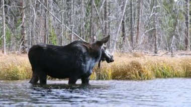 Wyoming 'de gölette otlayan inek geyiği yiyecek için kafasını suyun altına sokuyor..