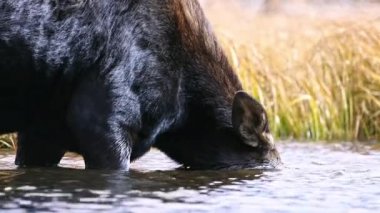 Jackson Wyoming 'deki göletin dibinden yiyerek başını sudan çıkaran geyik..