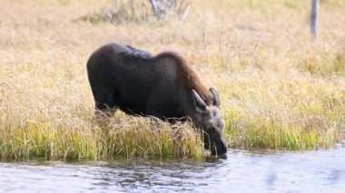 Genç geyik Wyoming 'de Grand Tetons' da sonbahar sırasında gölette otluyor..