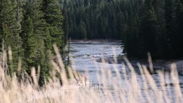 Pohled Řeku Had Vinoucí Borovicemi Jackson Canyon Wyoming Jak Tráva — Stock video