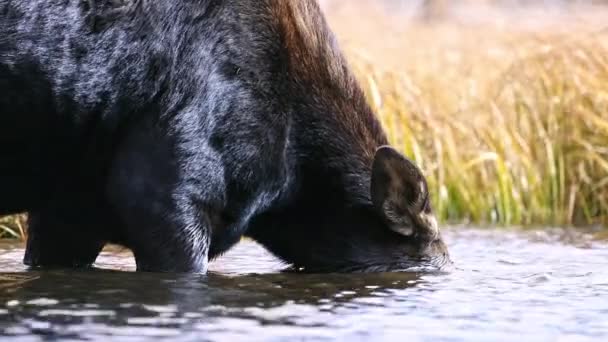 와이오밍의 바닥에서 먹이를 말코손바닥사슴 — 비디오