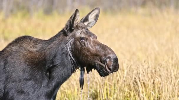 Cow Moose Dripping Water Its Faces While Chews Fall Wyoming — Stock Video