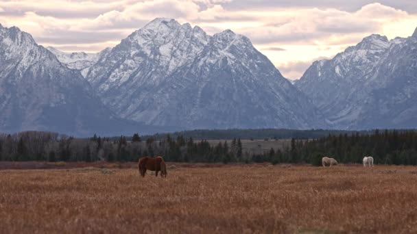 ワイオミング州の牧草地で馬の放牧山頂で雪とトン山脈を見る — ストック動画