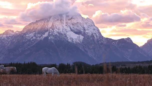 Lovak Sétálnak Legelőn Nézik Grand Tetons Naplementekor Élénk Színekkel — Stock videók