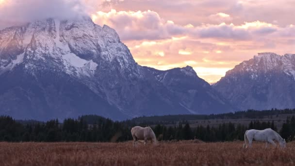Színes Naplemente Lovak Felett Legeltetés Teton Vadonban Wyomingban Ősszel — Stock videók