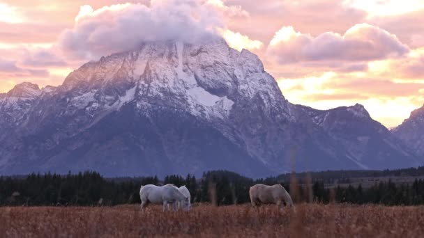 Paarden Wei Wyoming Tijdens Zonsondergang Grand Tetons Als Wind Waait — Stockvideo