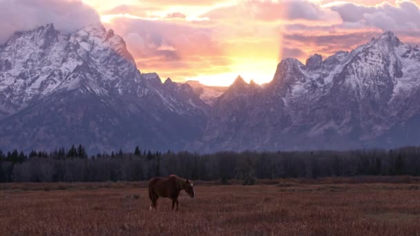 Cavalo Solitário Caminhando Pelo Campo Durante Pôr Sol Colorido Com — Vídeo de Stock