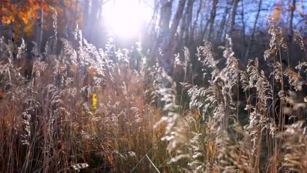 Caminando Través Hierba Alta Bosque Hacia Sol Durante Otoño Utah — Vídeos de Stock