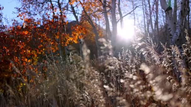 Sol Brillando Través Hierba Bosque Durante Otoño Brillando Través Del — Vídeos de Stock