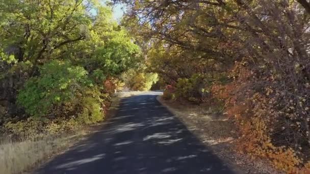 Verhuizen Een Weg Bedekt Met Bomen Als Persoon Fiets Rijdt — Stockvideo