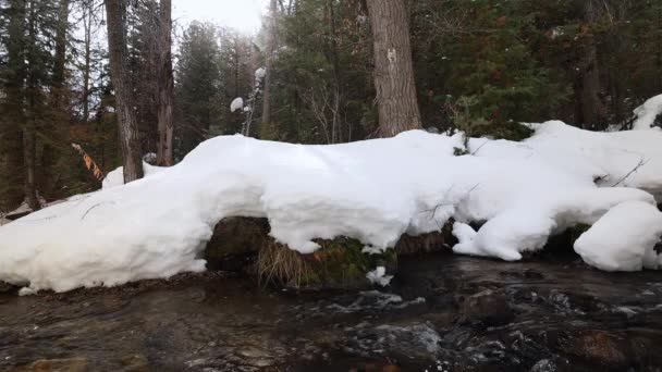 望着森林里雪地覆盖的河岸边的河流 望着冬季的松树 — 图库视频影像