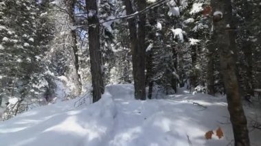 Kışın Utah dağlarında, ormanda, karların arasında iz sürüyorum..