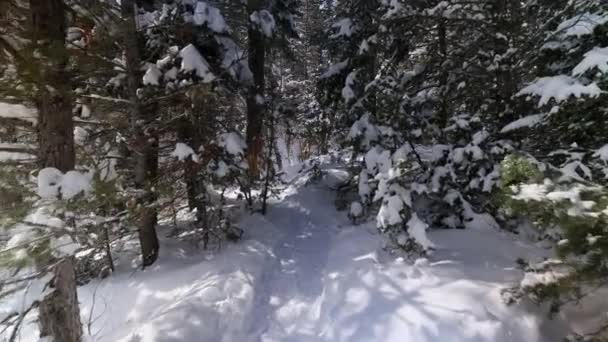 穿过犹他州的荒野 在雪地里徒步走进森林的小径 — 图库视频影像