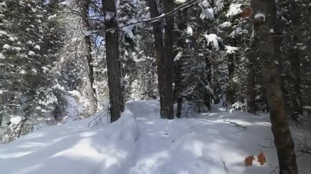 冬天在犹他山区的森林里沿着雪地的小径走着 — 图库视频影像