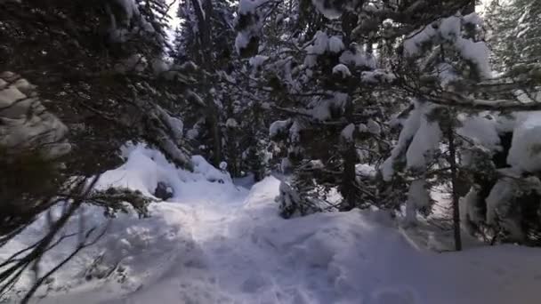Randonnée Pédestre Sur Sentier Travers Neige Dans Forêt Sombre Dans — Video