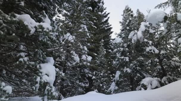 Vinterlandskap Genom Tallar Täckta Snö Utahs Vildmark — Stockvideo