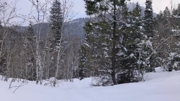 冬季徒步穿越犹他州森林时降雪 — 图库视频影像