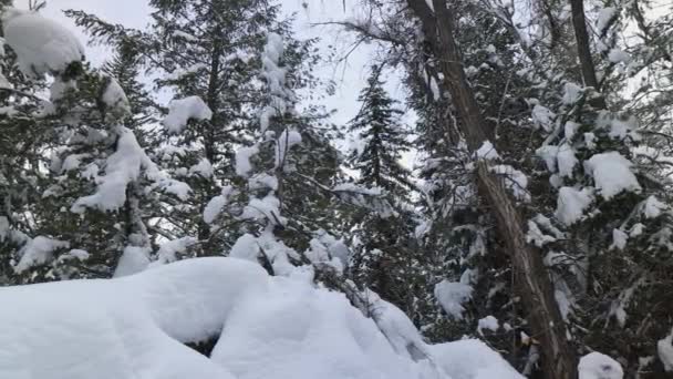 Schwenken Über Den Tiefschnee Wald Den Bergen Von Utah Winter — Stockvideo