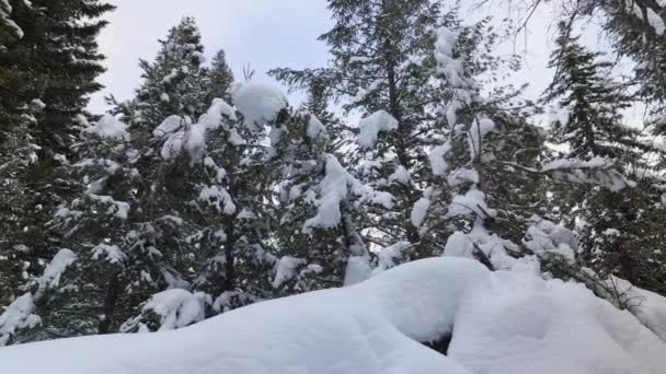 Schneebedeckte Wälder Der Wildnis Von Utah Während Leicht Schneit — Stockvideo