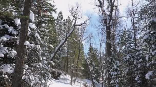 Voando Para Trás Através Floresta Durante Inverno Olhando Para Céu — Vídeo de Stock