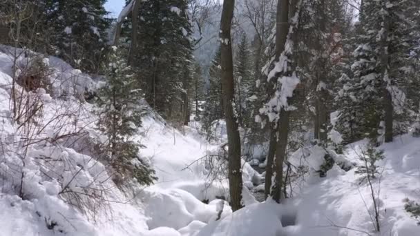Létání Hlubokou Zasněženou Lesní Krajinou Malou Řekou Tekoucí Jak Lehce — Stock video