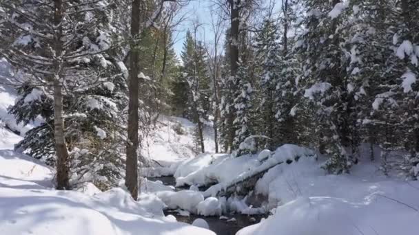 ユタの荒野の木々の前を通る深い雪の中を流れる渓流を飛ぶ — ストック動画