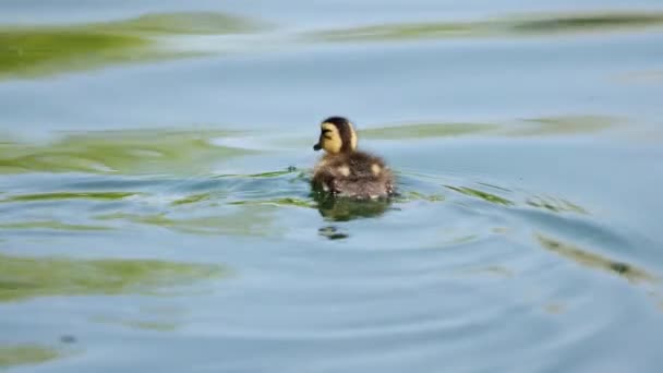 Baby Kaczka Krzyżówka Pływanie Stawie Podczas Wiosny Słoneczny Dzień — Wideo stockowe