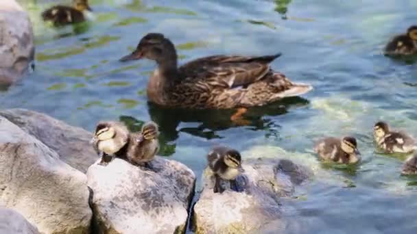 池の端の岩の上に座っている赤ちゃんアヒルの雛は 他の人が水中で泳いでいるときに — ストック動画