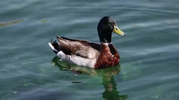 Drake Mallard Pato Flotando Estanque Mientras Nada Alrededor Día Soleado — Vídeos de Stock