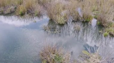 Göletin üzerinden uçup, etrafını söğütlerle çevrili kunduz kulübesine bakıyorum..