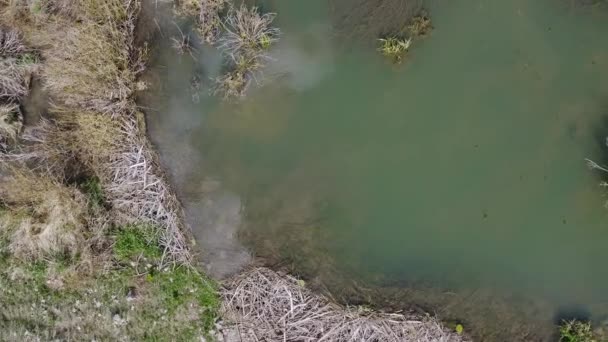 Vista Aérea Mirando Hacia Abajo Estanque Castores Con Palos Que — Vídeos de Stock