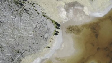 Kuraklık yıllarında bir göldeki düşük su seviyelerine bakıyorum. Kum yığınında çam ağaçları var..