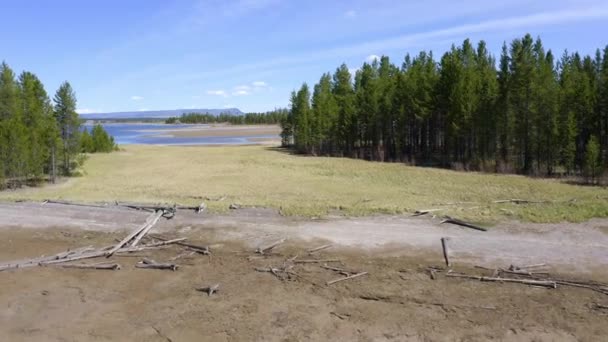 Passeggiando Tra Pini Del Montana Vicino Lago Hebgen Una Giornata — Video Stock