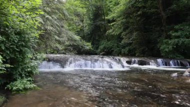 Sweet Creek 'te, Oregon' daki ormanın içinden akan çağlayan bir nehir..