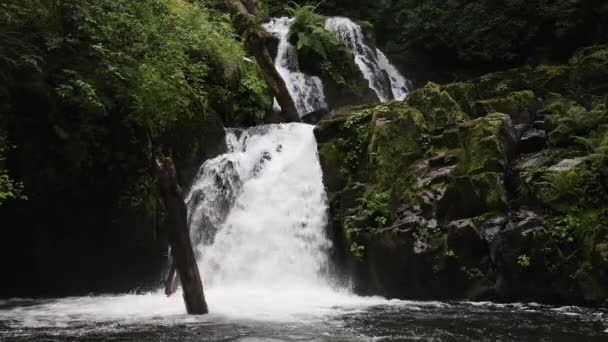 Relajante Vista Sweet Creek Falls Oregon Día Nublado — Vídeo de stock