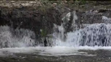 Sweet Creek, Oregon 'un vahşi doğasında akıntıya karşı yüzüyor..