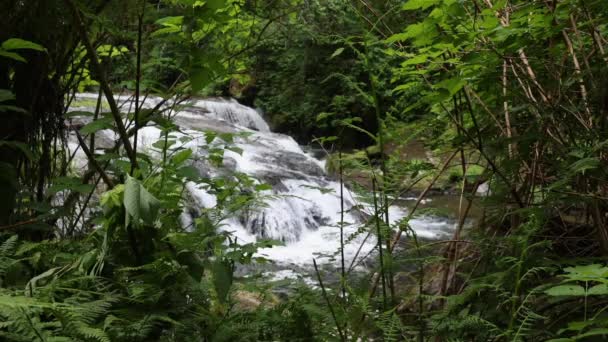 Scenic View Small Waterfall Flowing Looking Vegetation Oregon Wilderness — Stock Video