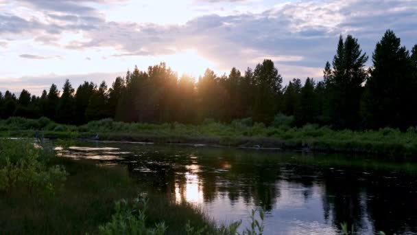 Дивлячись Сонце Над Річкою Медісон Монтані Комахами Пролітають Крізь Сонячне — стокове відео