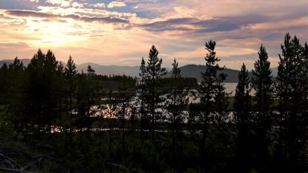 Solnedgång Utsikt Genom Träd Vid Sjön Som Insekter Flyga Runt — Stockvideo