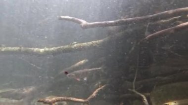 Güneş ışınlarının altındaki bir nehirde yüzen gökkuşağı alabalığının sualtı manzarası.