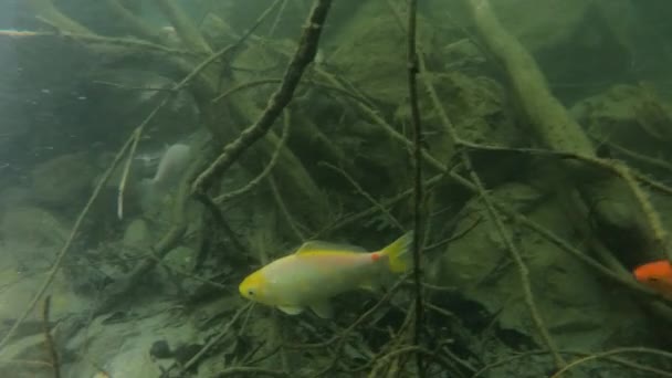 Espécies Invasoras Peixes Rio Utah Enquanto Peixes Dourados Nadam Rio — Vídeo de Stock