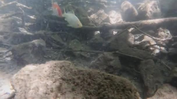 Espécies Invasoras Peixes Dourados Nadando American Fork River Utah — Vídeo de Stock