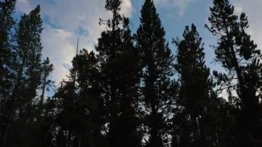 Alacakaranlıkta gökyüzüne bakan çam ağaçları boyunca yavaşça uçuyor..