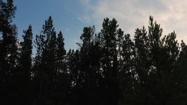 Vista Rotante Guardando Verso Alto Pini Silhouetted Torna Cielo Durante — Video Stock