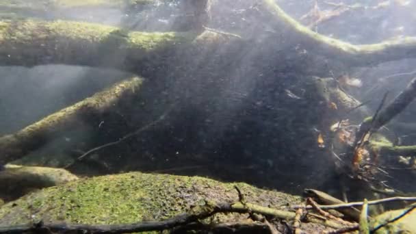 Vista Troncos Atascados Bajo Agua Con Escombros Fluyendo Río Agua — Vídeos de Stock