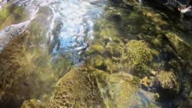 Nehre bakıyorum. Temiz suyun içinden Utah çölündeki sığ dağ deresinin altındaki kayalara bakıyorum..