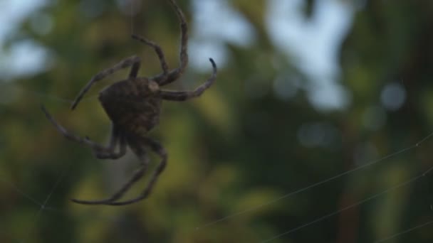 Spider crawling on its invisible web — Stock Footage Spider crawling on its invisible web Royalty Free Stock Video